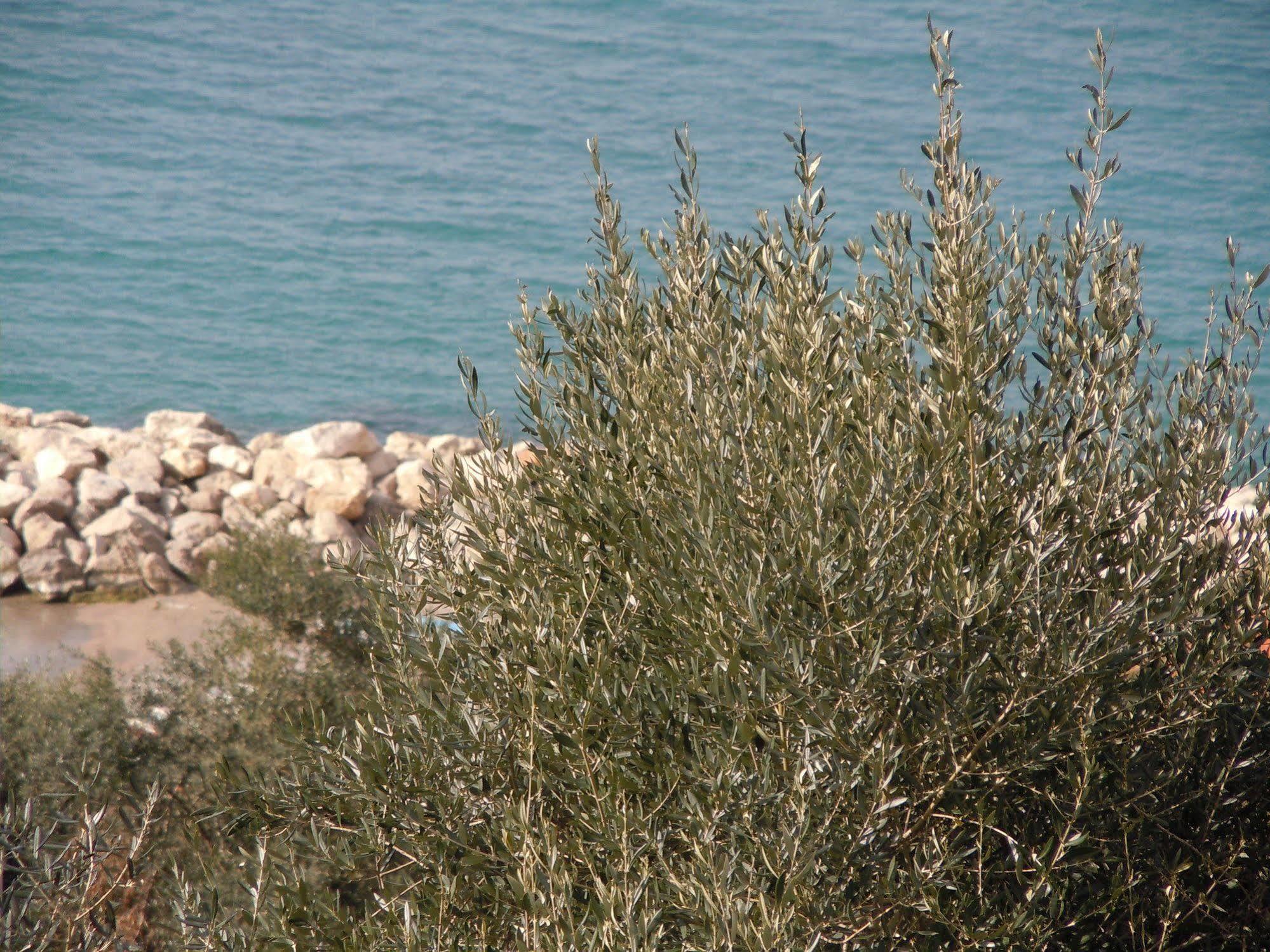 Villa Rosmary - Sorrento Coast - Gulf Of Naples View Екстериор снимка